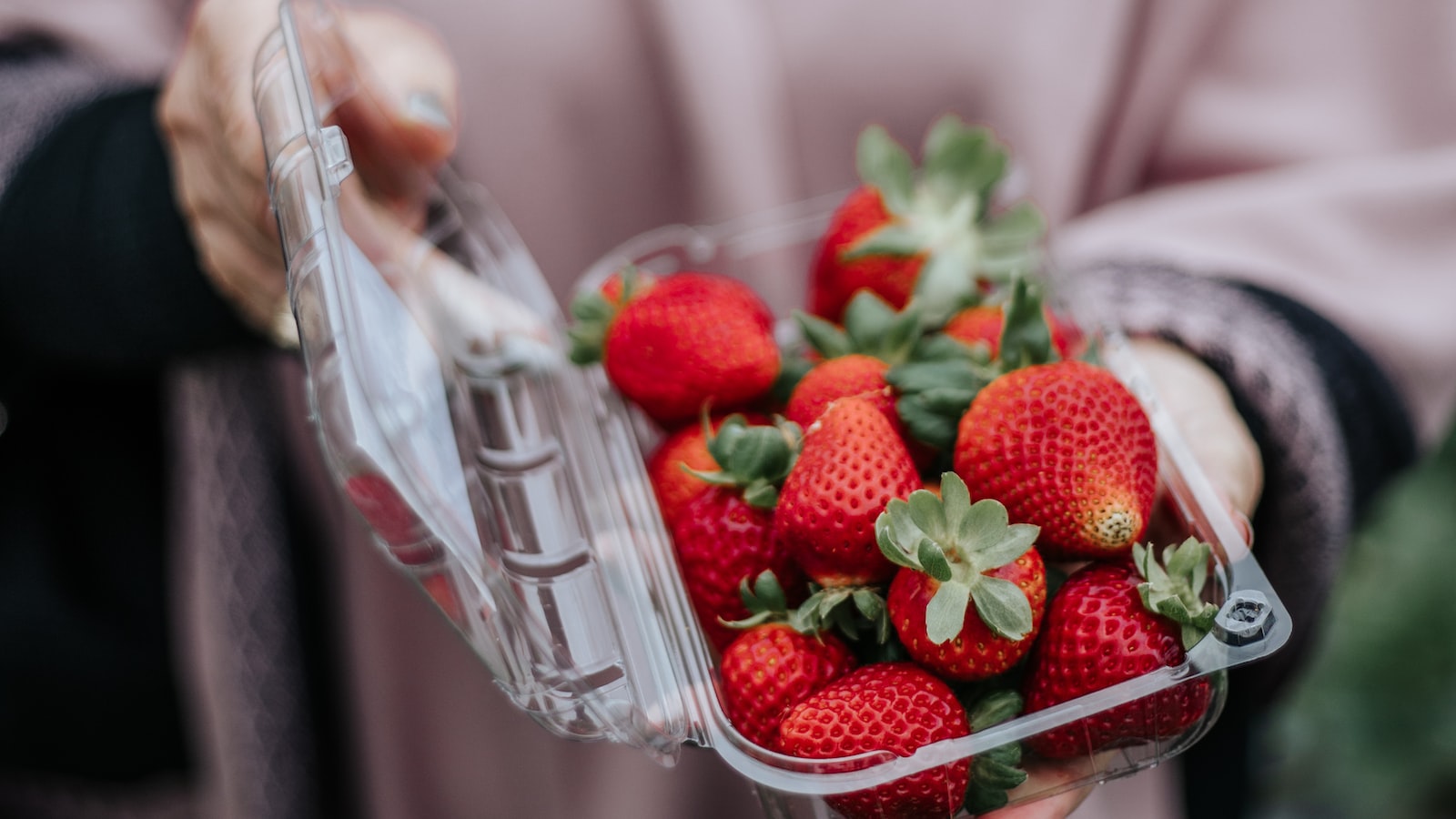 Mengenal ⁤Keindahan dan Pesona‌ Kebun Strawberry di Lembah Lembang Bandung